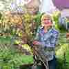 Woman With Fresh Vegetables Basket Garden Autumn