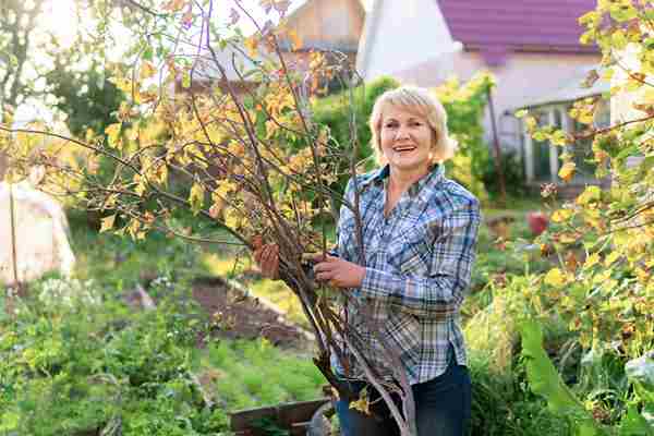 Woman With Fresh Vegetables Basket Garden Autumn